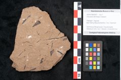 Foto (Objekt + Etikett) von Araucaria sternbergii Goeppert (NHMW-GEO-2024-0188-8287)